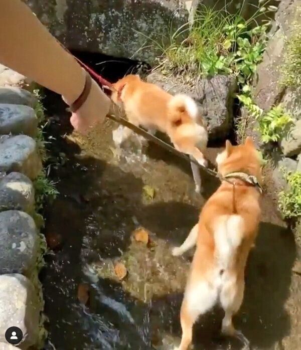 にこちゃんに蹴られる豆千代くん