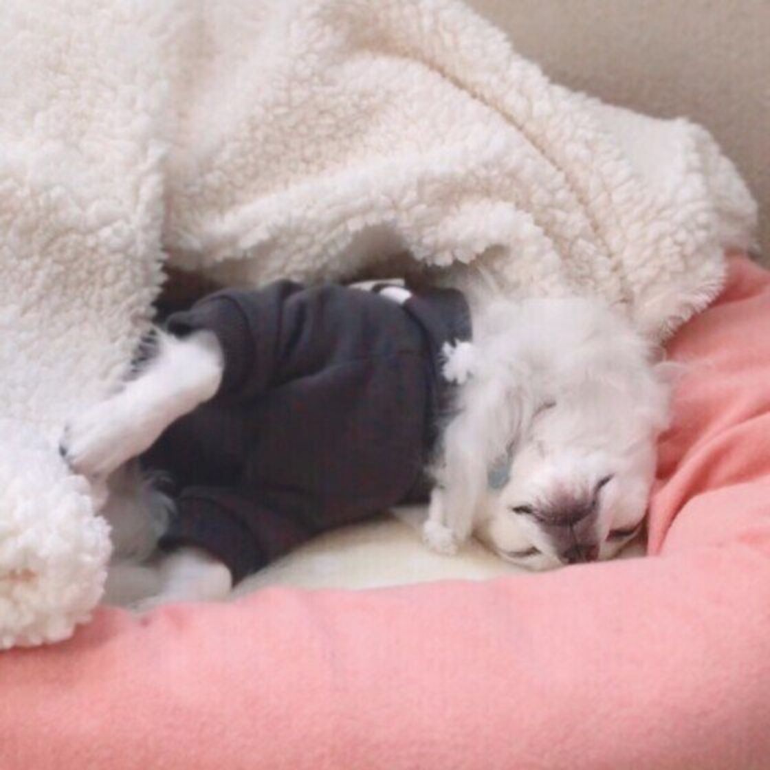 犬も首を 寝違える ことはあるの 対処法や注意したい犬の寝相とは いぬのきもちweb Magazine 犬も首を 寝違える ことはあるの 対処法や注意したい犬の寝相とは いぬのきもちweb Magazine