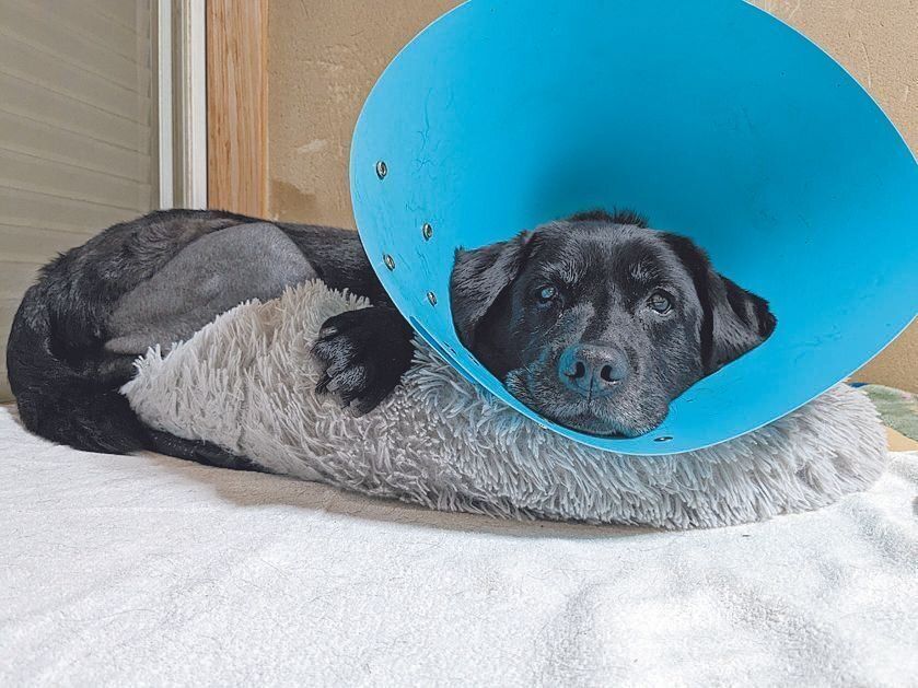 14才で受けた前十字靭帯断裂の手術が無事に終わったとき。抜糸までの２週間はカラーをつけて安静に過ごしました