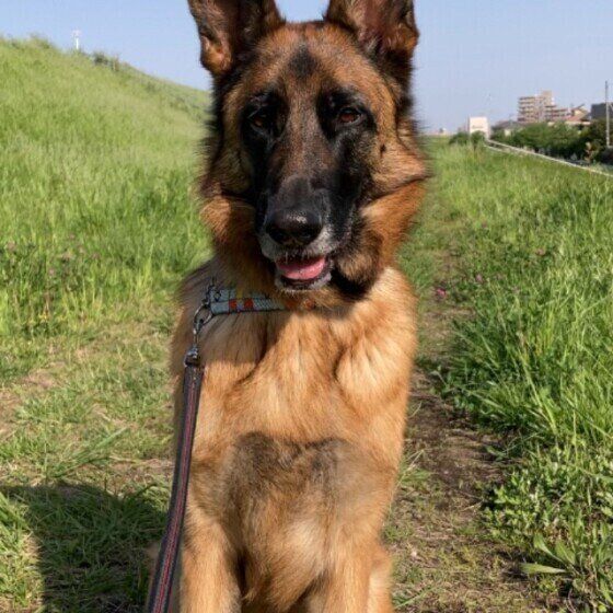 散歩中のシェパードべス