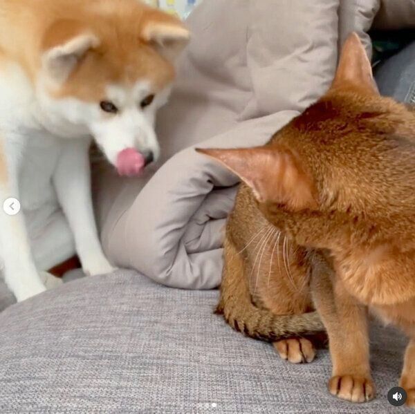 ランサーちゃんに何かを訴えているみつきちゃん