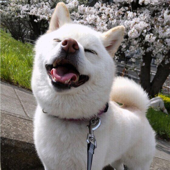 散歩をする柴の麦ちゃん