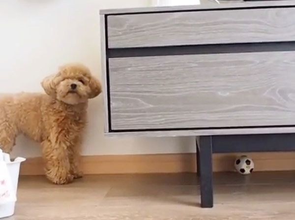 ボールを探すティーカップ・プードル