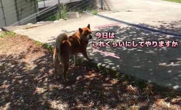 柴犬