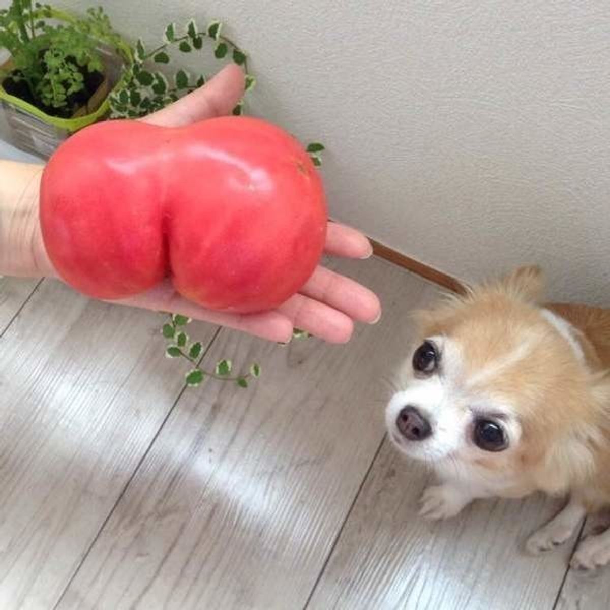 ペット栄養管理士が解説 愛犬にトマトをあげてもいい 良い栄養素とその効果とは いぬのきもちweb Magazine ペット栄養管理士が解説 愛犬にトマトをあげてもいい 良い栄養素とその効果とは いぬのきもちweb Magazine