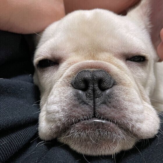 犬の歯磨きだけじゃない？ 犬の口周りをお手入れするコツ いぬのきもち