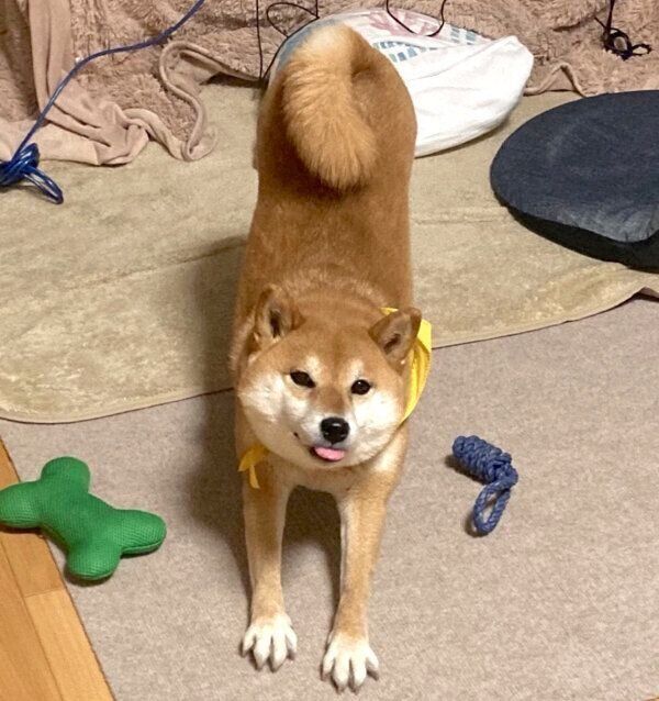 伸びをするすずちゃん