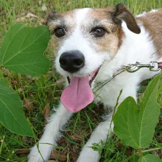 ジャック・ラッセル・テリアのあんこちゃん