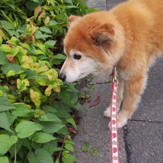 クンクン♪お散歩中