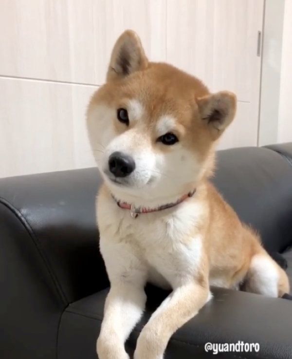 柴犬のゆうくん