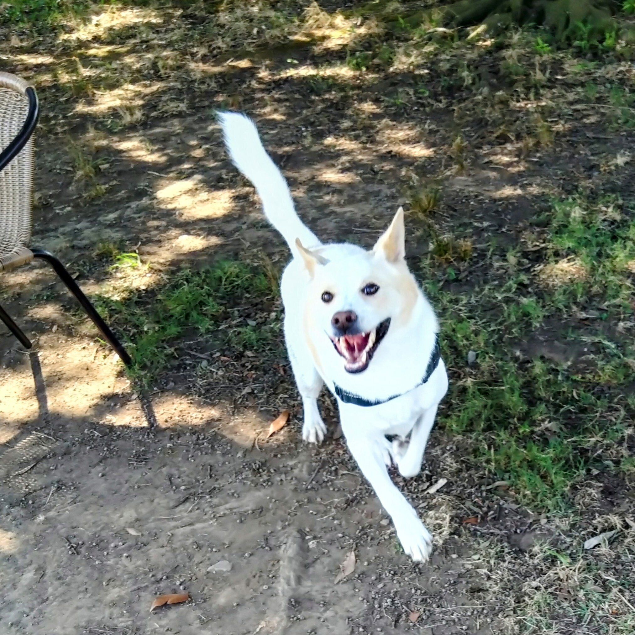 ドッグランで楽しそうに走るトロワくん
