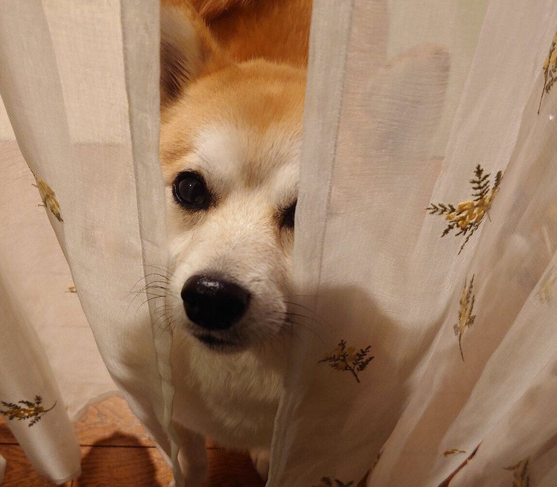 カーテンの隙間からのぞくししまるくん