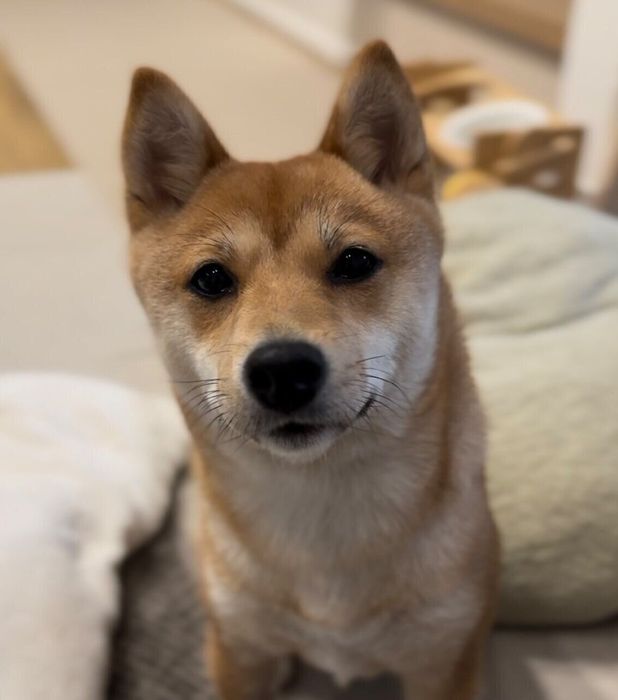 飼い主を見つめる柴犬
