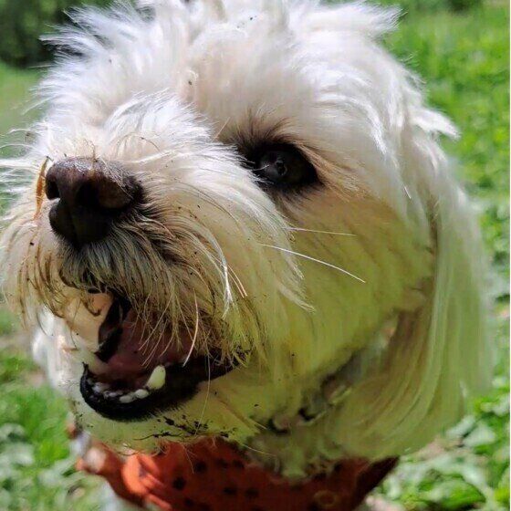 犬が一心不乱に「ホリホリ」する理由は？ 犬の穴掘り行動について獣医師に聞いた いぬのきもち