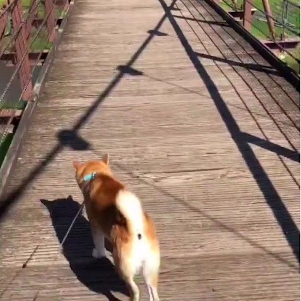 揺れる橋が怖いワンコ