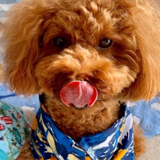 舌をペロリとするトイ・プードル