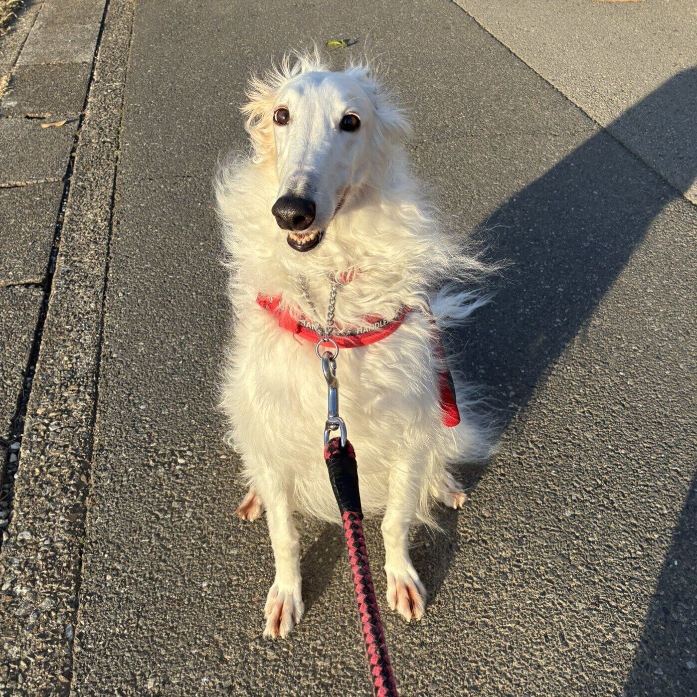 ニコニコとした表情で見つめるウオッカちゃん　なんだか楽しそう