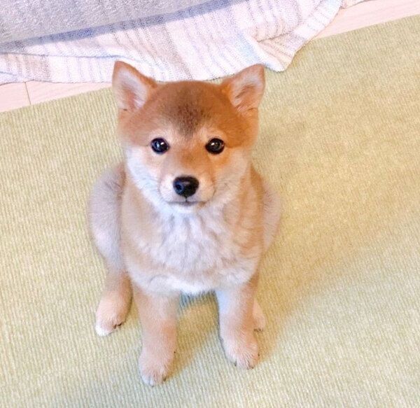 見つめるぽたちゃん