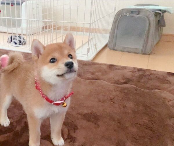 生後2カ月頃のオイルちゃん