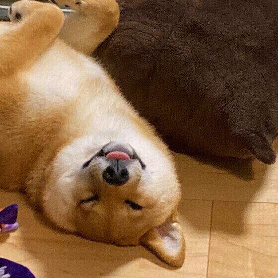 ついやってしまいがち？ 犬のよい眠りのためにしてはいけない飼い主の行動とは いぬのきもち