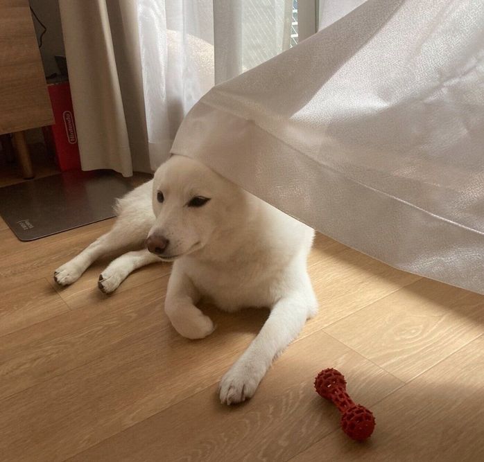 カーテンをかぶるゆきみちゃん