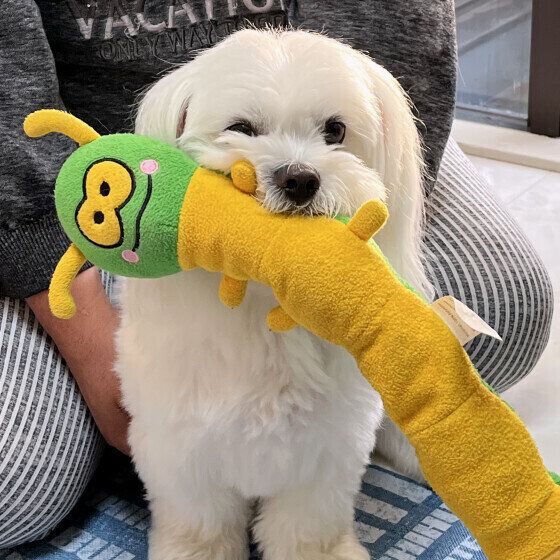 おもちゃを咥えるＭｉｘの凪くん