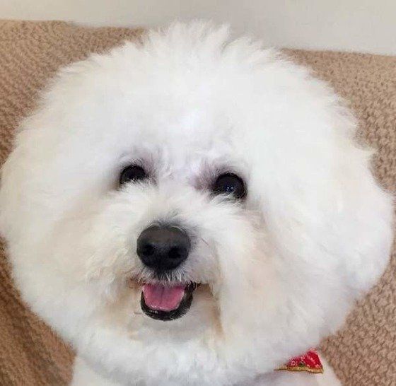 笑顔なビション・フリーゼ