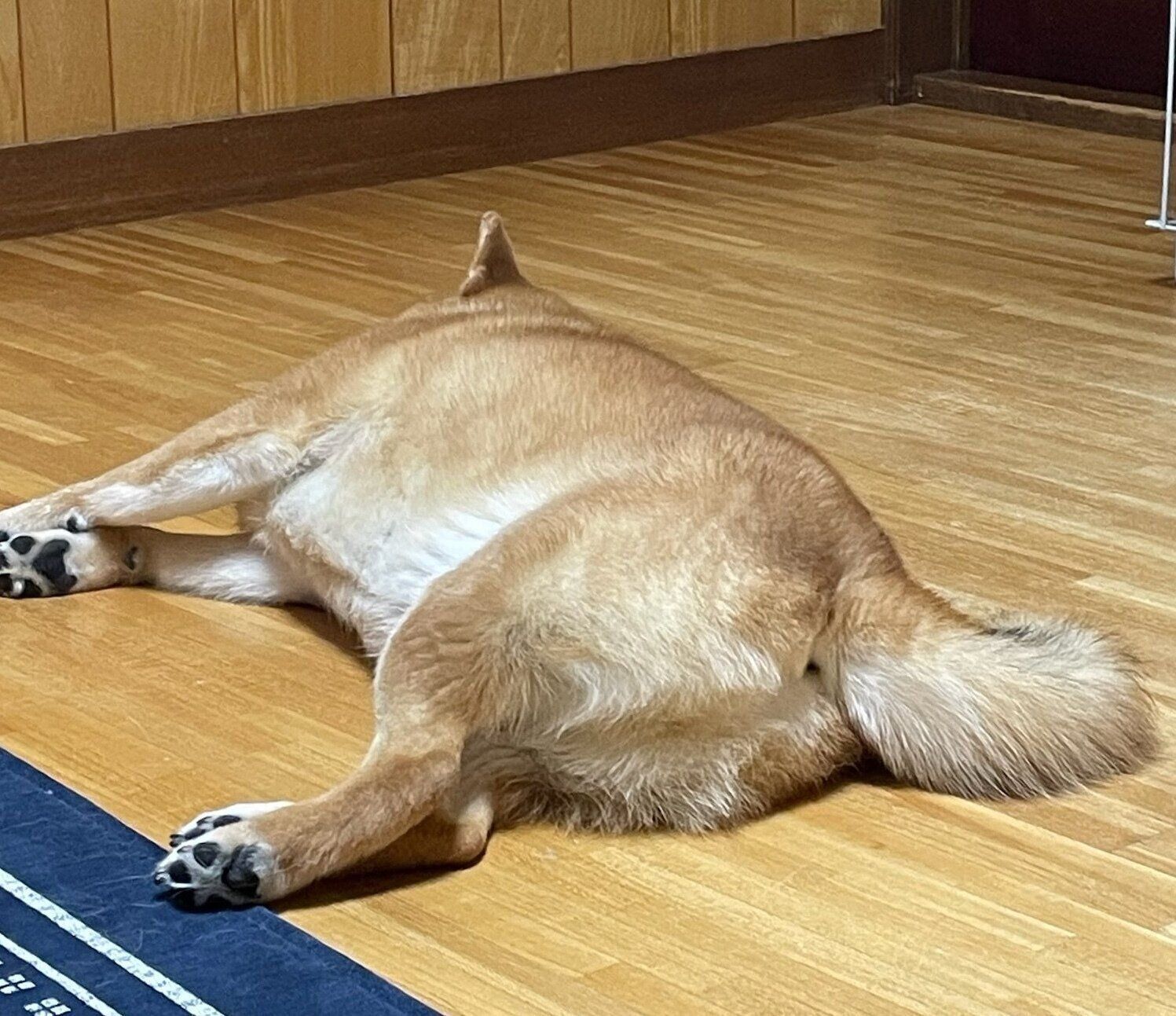 気持ちよさそうに眠る文太くん