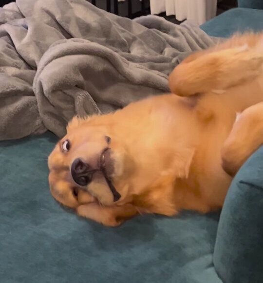 すごい表情をしながら飼い主さんのことを見つめるうにちゃん