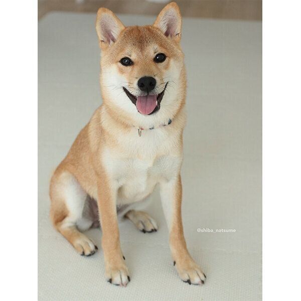 見つめるなつめちゃん