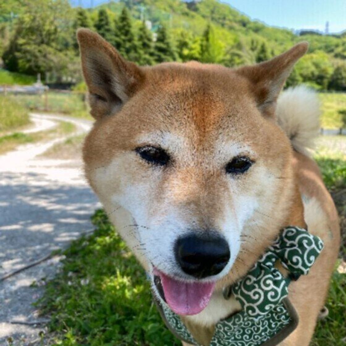 暑さがシニア犬に与える負担とは 愛犬が暑い季節を元気に乗り越えるためにできること いぬのきもちweb Magazine 暑さがシニア犬に与える負担とは 愛犬が暑い季節を元気に乗り越えるためにできること いぬのきもちweb Magazine