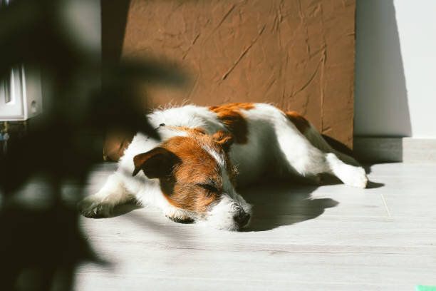 ジャックラッセル犬は床に横たわっている。