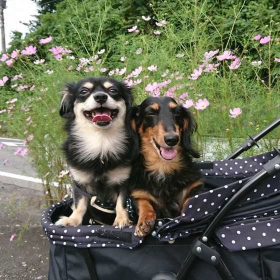 カートにのる犬