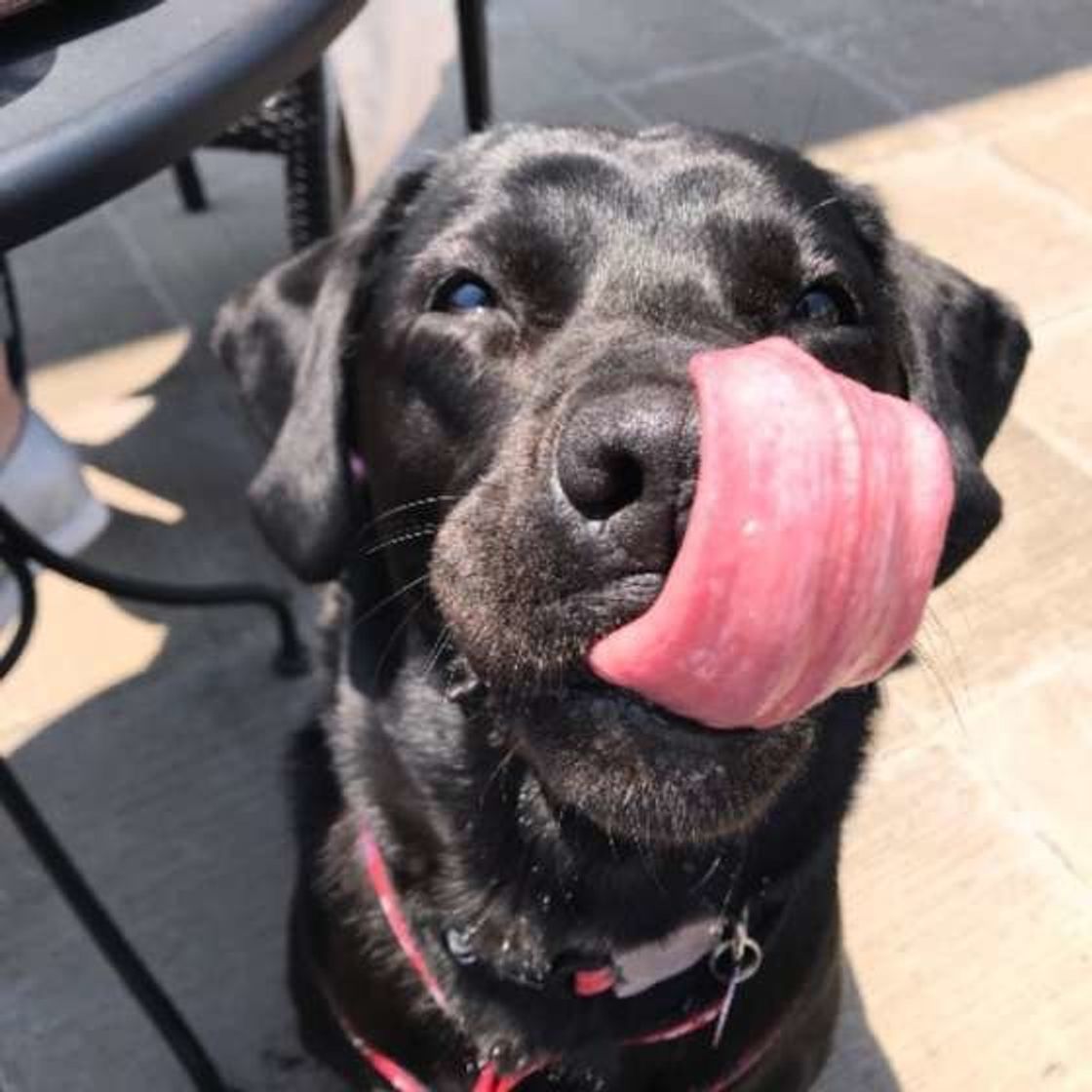 お腹いっぱいの犬が見せるサイン 食事を一気に食べると命を落とすリスクも いぬのきもちweb Magazine お腹いっぱいの犬が見せるサイン 食事を一気に食べると命を落とすリスクも いぬのきもちweb Magazine