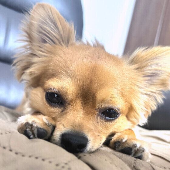 床に寝そべるチワワ