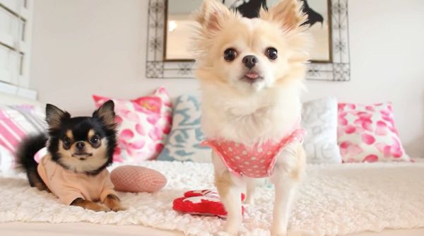 おやつを待つチワワ