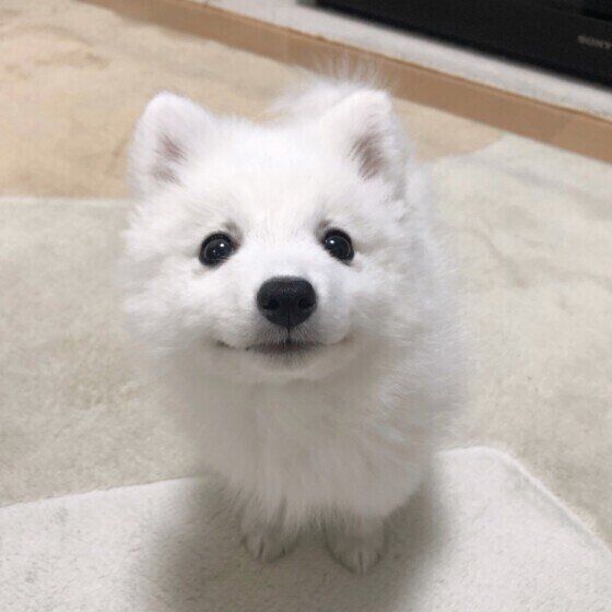 犬の幸せを奪っていない？NGな犬の飼い方 いぬのきもち