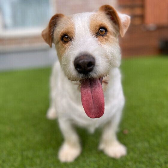 見過ごしやすい？ 飼い主が気づきにくい犬の病気とサイン いぬのきもち