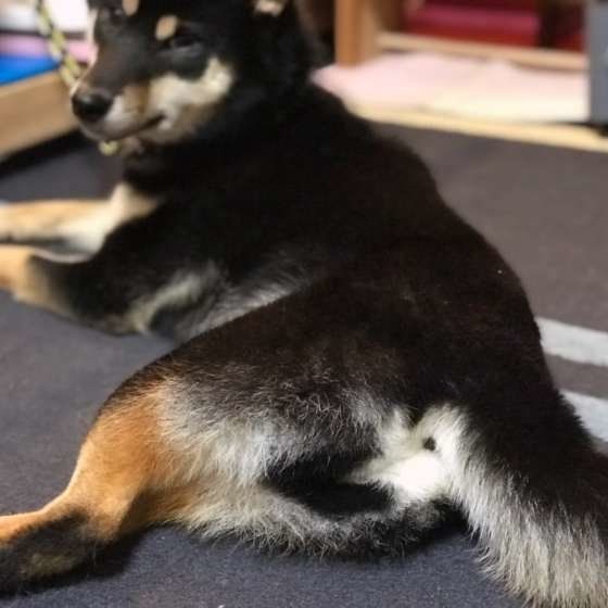 おしりを見せる柴犬
