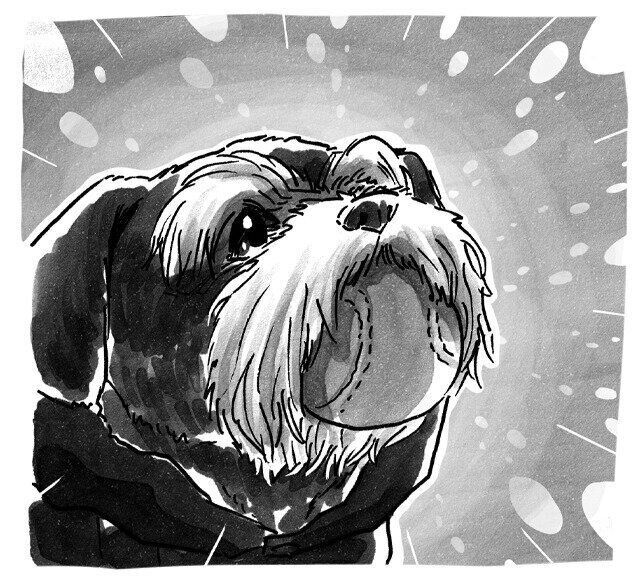 シーズー犬マンガてんぽshihtzu