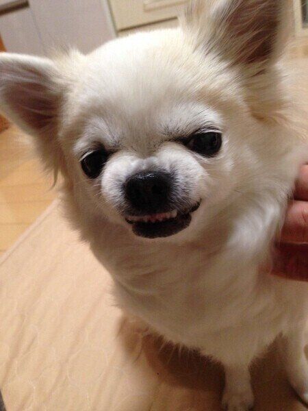 犬の ムキ顔 に込められた意味や理由 ムキ顔 しやすい犬がいる いぬのきもちweb Magazine