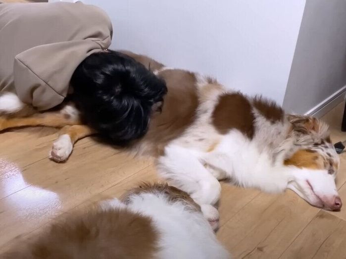 パパと寝る大型犬