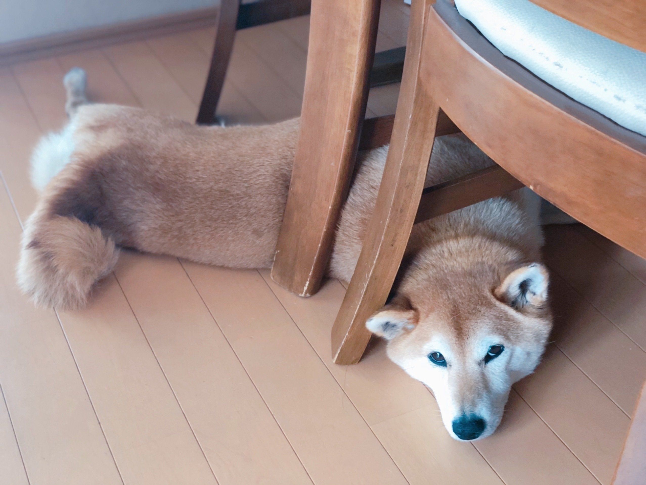 柴犬マロたん お散歩嫌い いえいえ 家が好きなだけなんです いぬのきもちweb Magazine