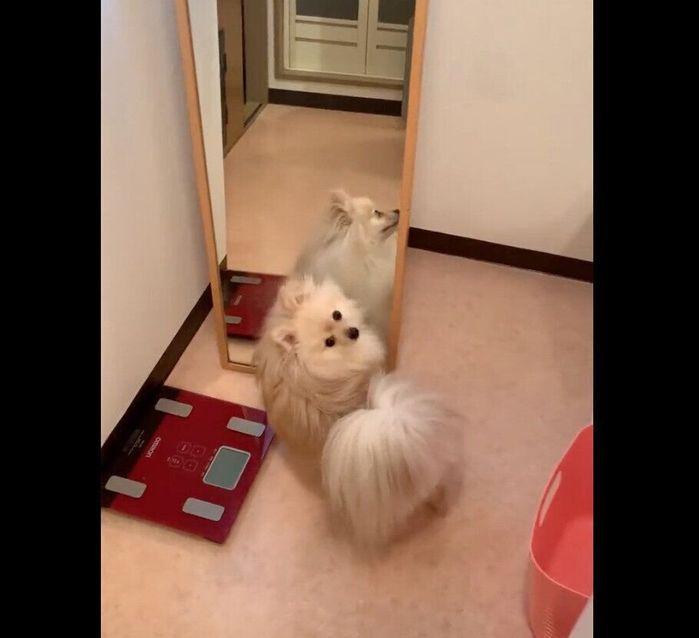 鏡を初めて見たおもちくん