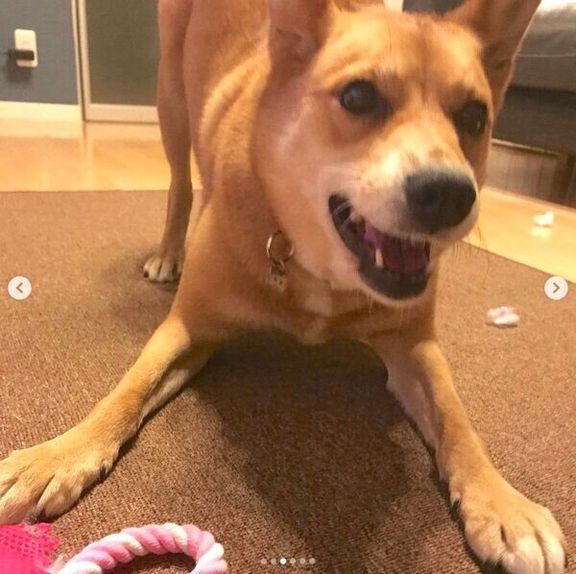 荒ぶる柚ちゃん