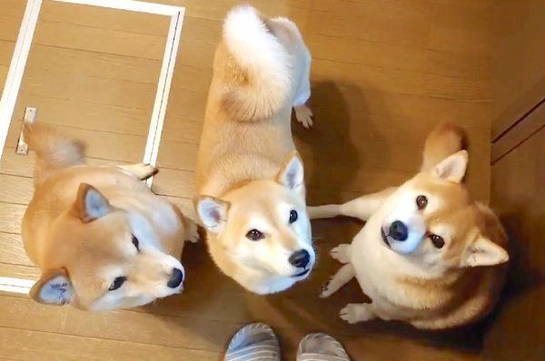 飼い主さんを囲む柴犬一家