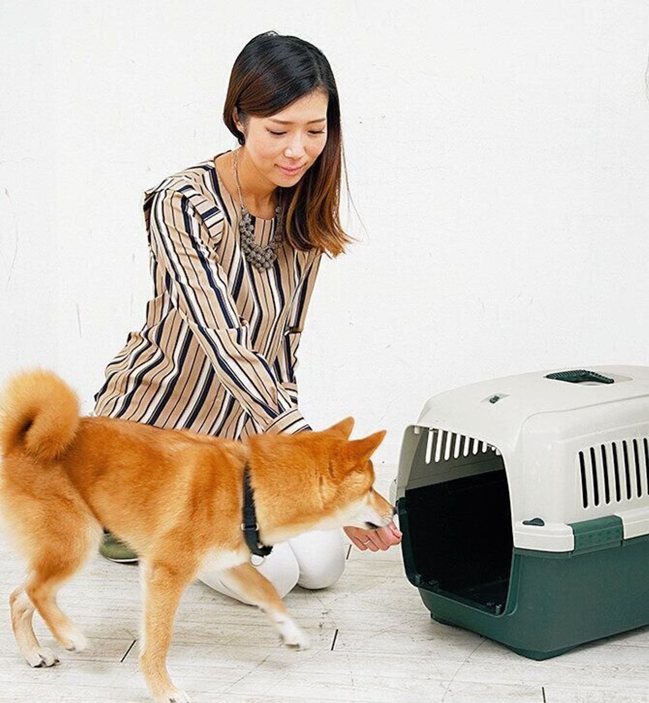 クレートってこんなに便利 クレート好きな犬にするための6step いぬのきもちweb Magazine クレートってこんなに便利 クレート好きな犬にするための6step いぬのきもちweb Magazine