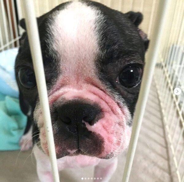 家にやってきたときのボニーちゃん