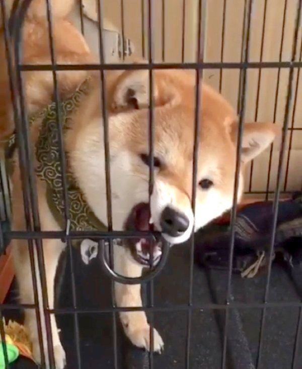 ケージにハマる豆柴