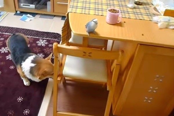 ごはんをもらう犬